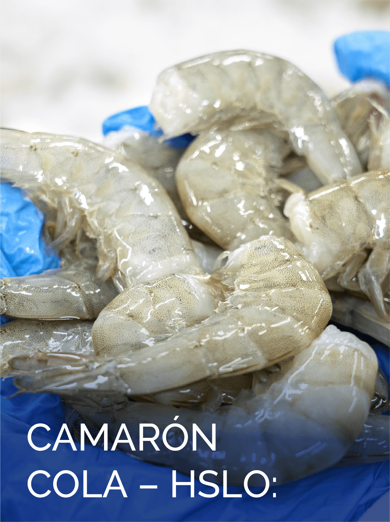 C COLA – SHLO – ESP