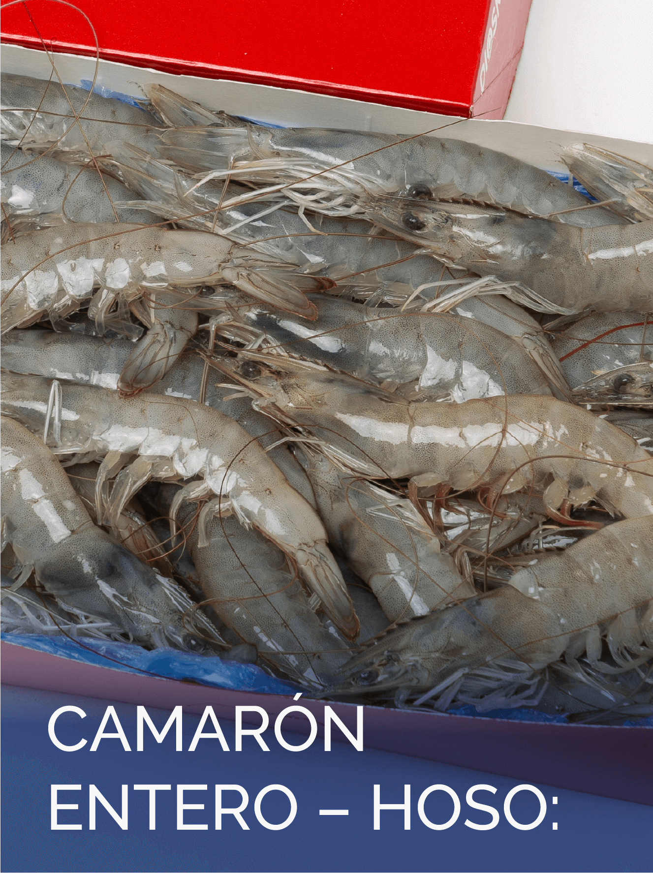 C ENTERO – HOSO – ESP