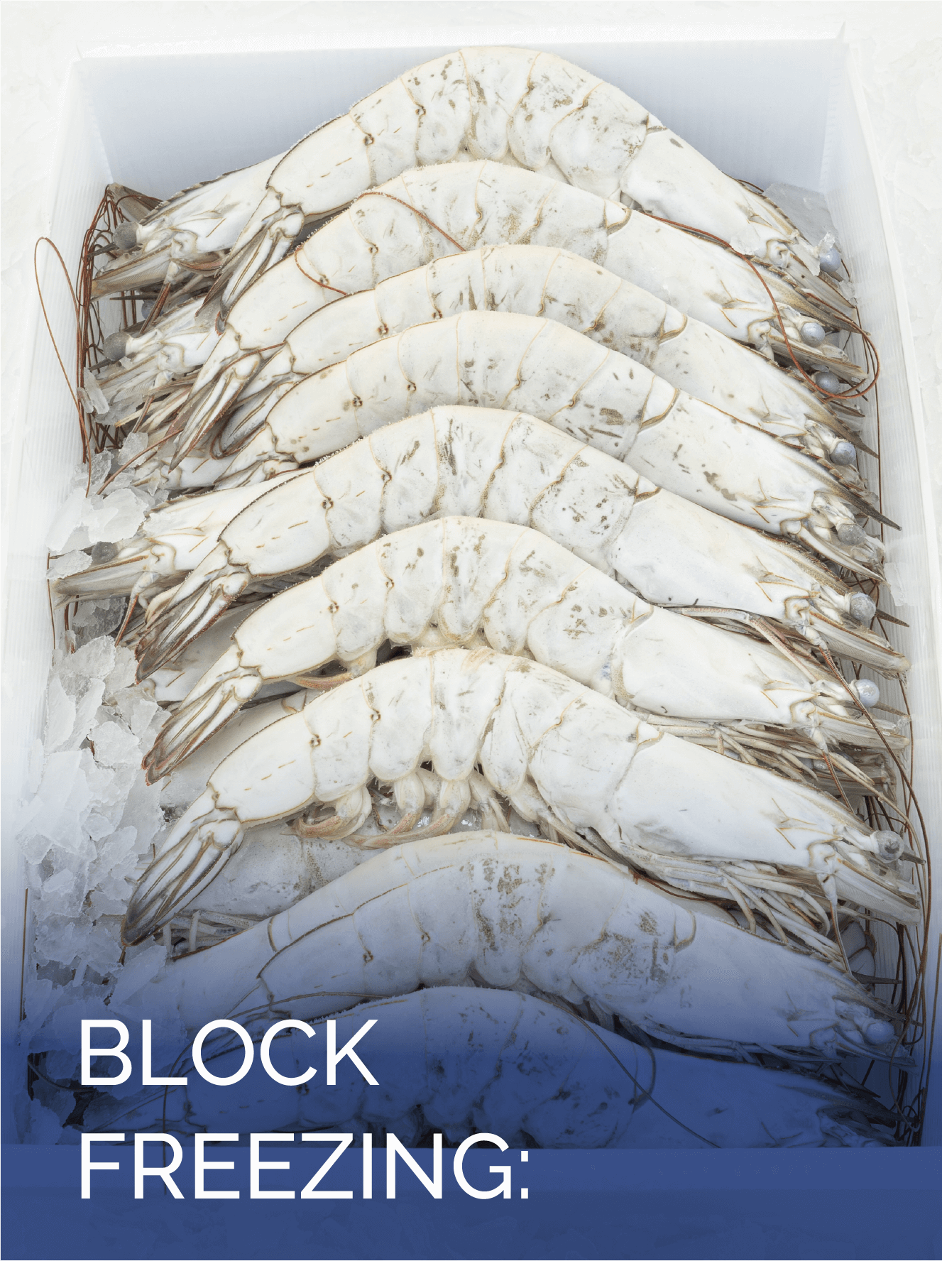 CNGELACION BLOQUE – ENG
