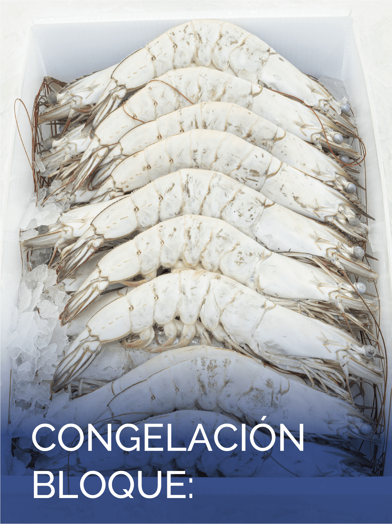 CNGELACION BLOQUE – ESP