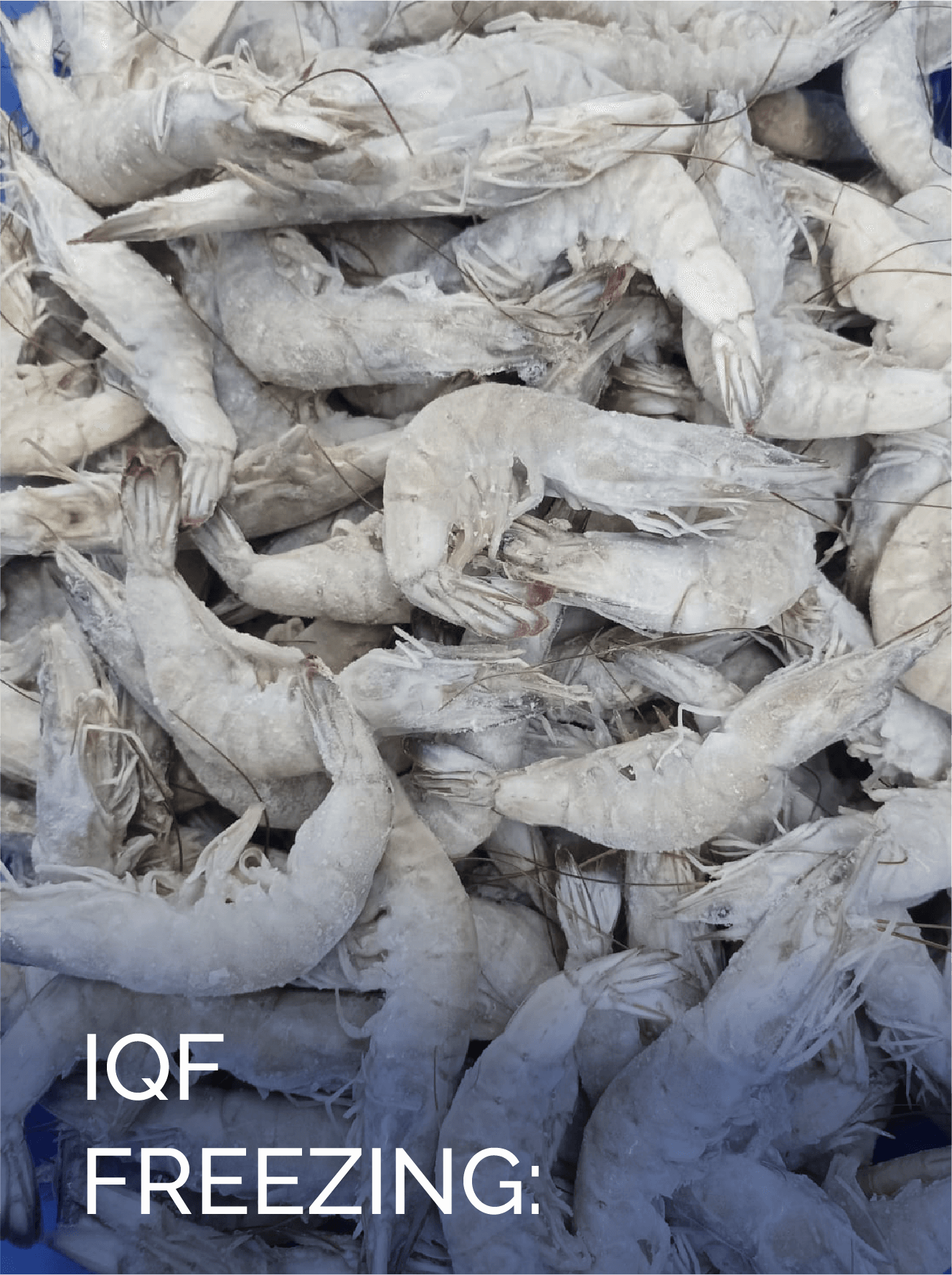 CON IQF – ENG