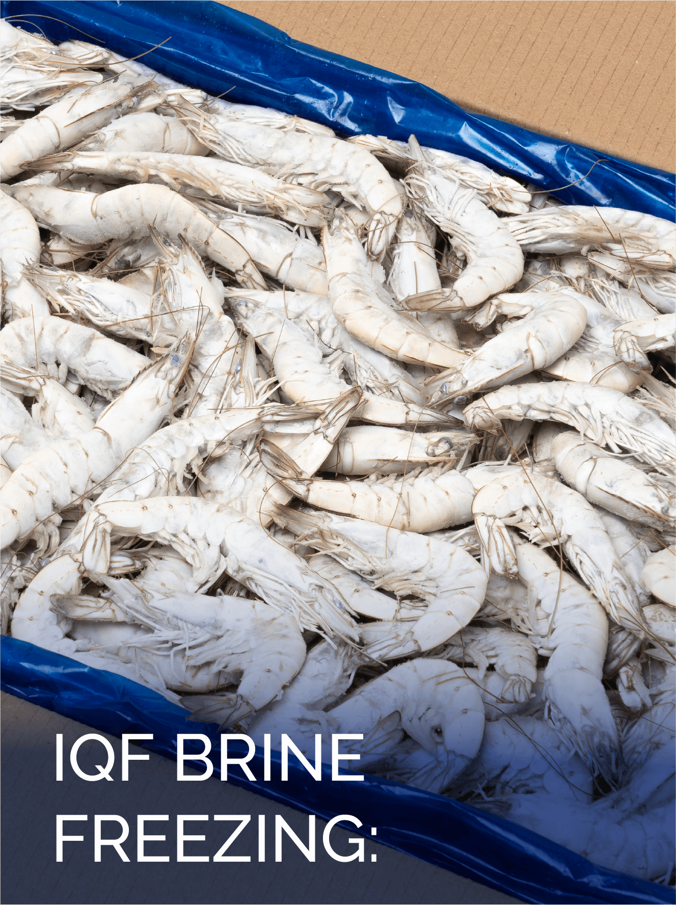 CONG IQF BRINE – ENG