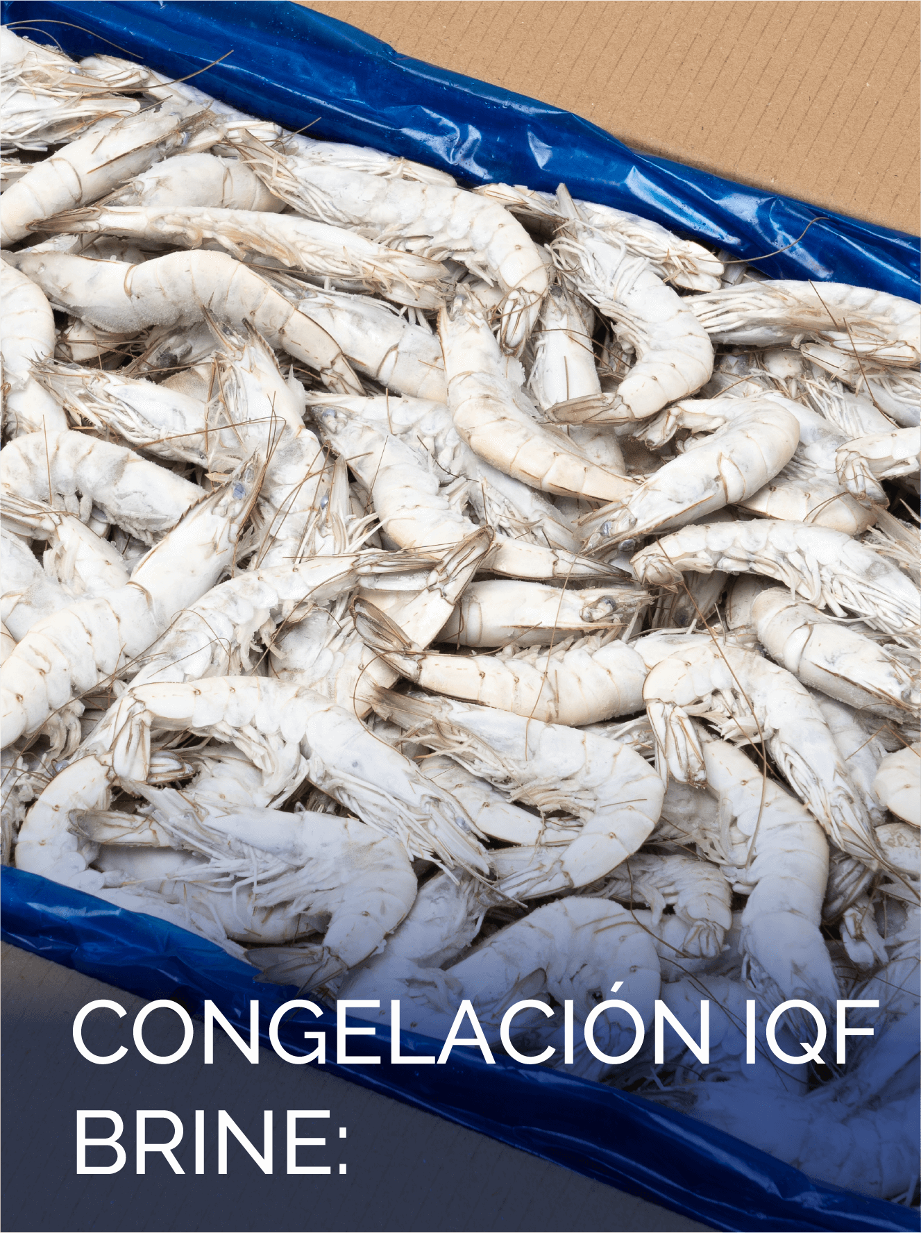 CONG IQF BRINE – ESP